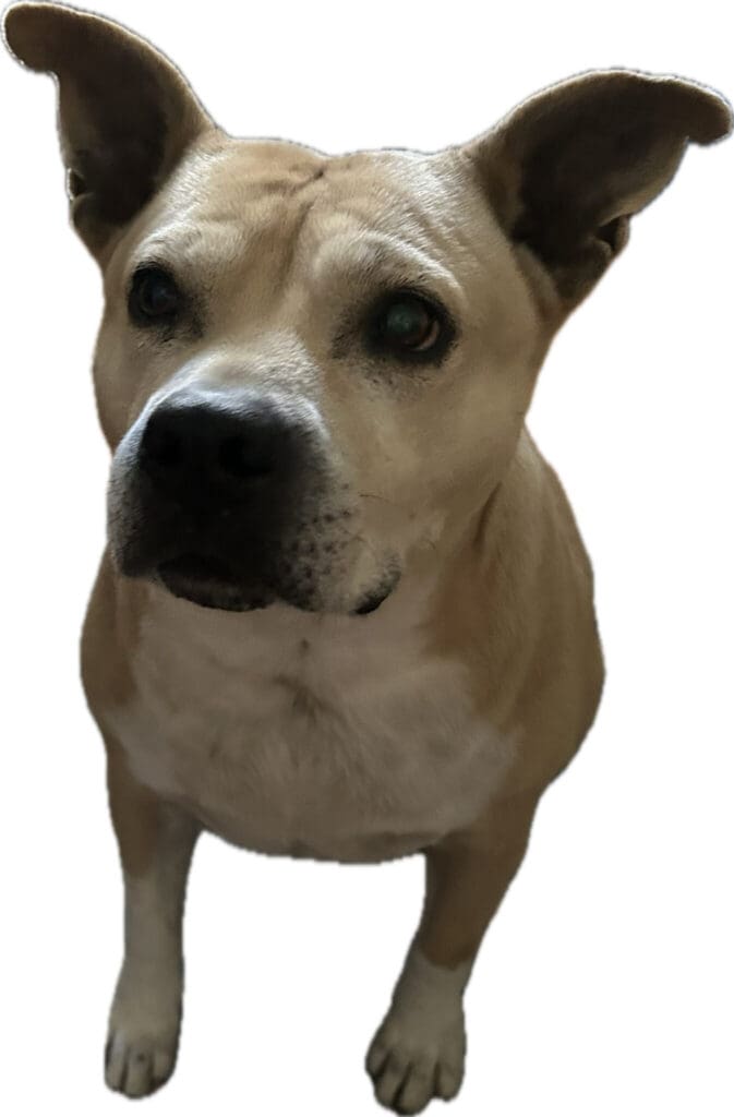 Bruno - 1 Vote - 1